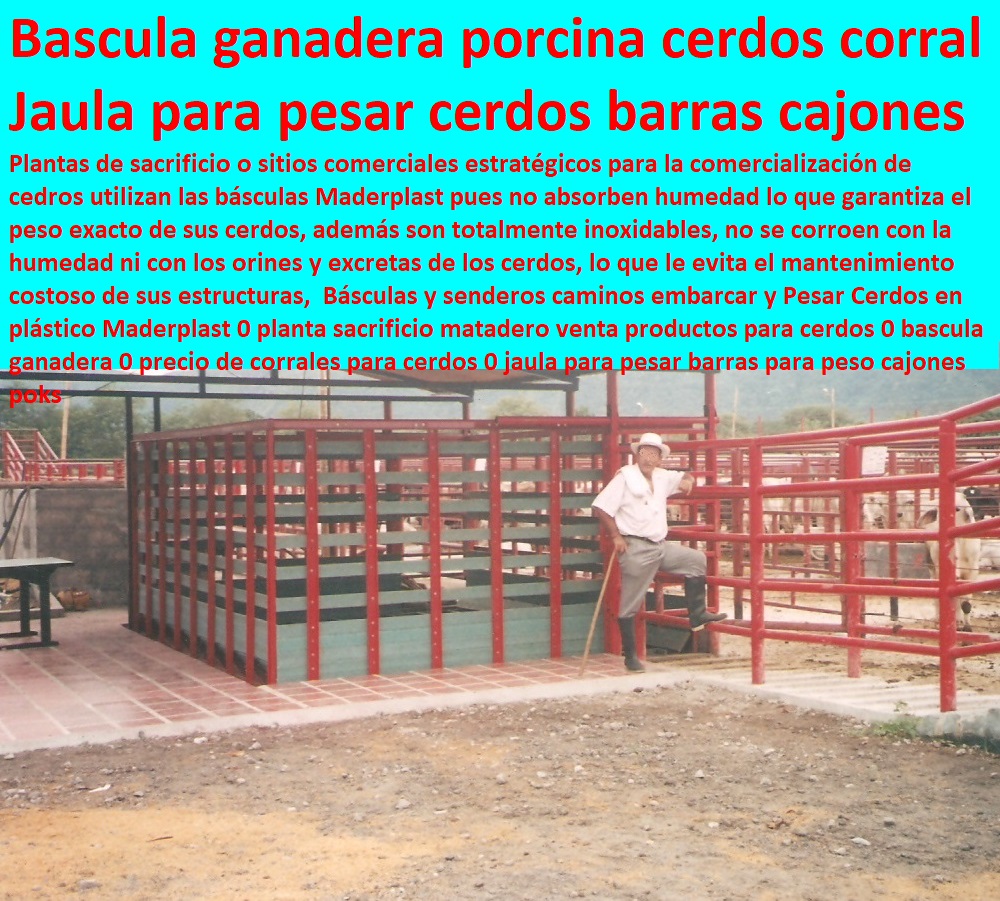 Básculas y senderos caminos embarcar y Pesar Cerdos en plástico Maderplast 0 planta sacrificio matadero venta productos para cerdos 0 bascula ganadera 0 precio de corrales para cerdos 0 jaula para pesar barras para peso cajones poks Básculas y senderos caminos embarcar y Pesar Cerdos en plástico Maderplast 0 parideras, porcinas corral, gestación cerdas, parto cerda, lechonera, destete, jaula pre ceba porcinos, corraleja, ceba, engorde cerdos, porqueriza cría de lechones, pisos jaulas comederos, porcicultura jaulas, corrales, planta sacrificio matadero venta productos para cerdos 0 bascula ganadera 0 precio de corrales para cerdos 0 jaula para pesar barras para peso cajones poks